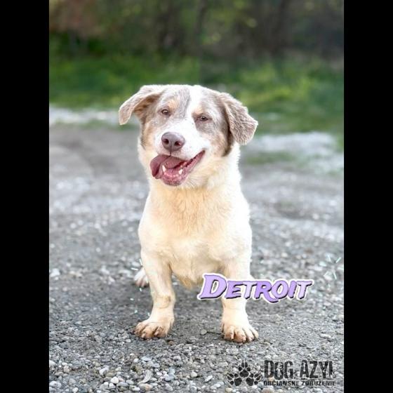 Embedded thumbnail for Detroit - adoptovaný