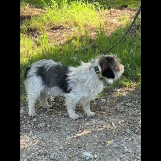 Embedded thumbnail for Sony - adoptovaný