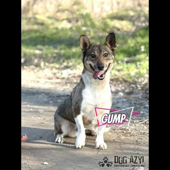 Embedded thumbnail for Gump - adoptovaný