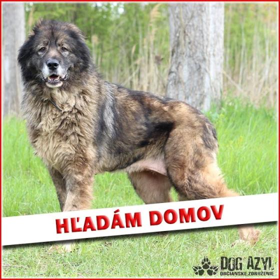 Embedded thumbnail for Tasha - adoptovaná