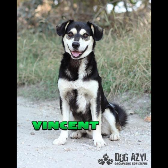Embedded thumbnail for Vincent - adoptovaný