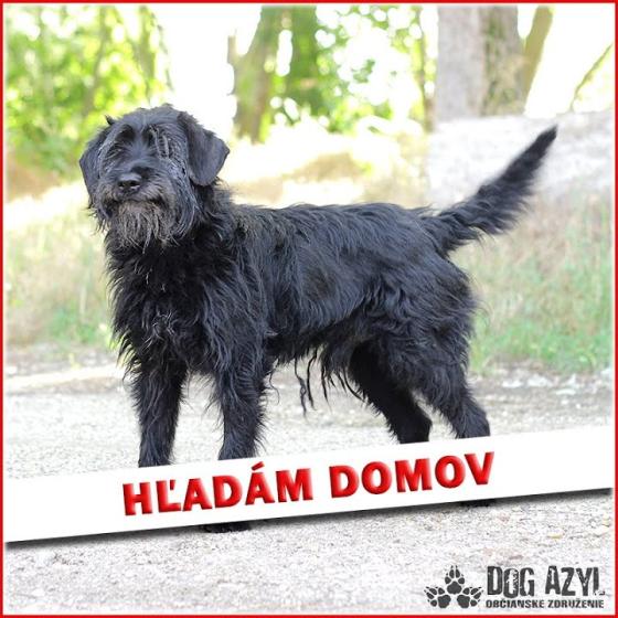 Embedded thumbnail for Baxley - adoptovaný