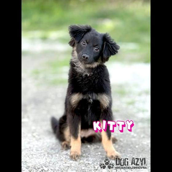 Embedded thumbnail for Kitty - adoptovaná