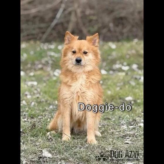 Embedded thumbnail for Doggie-Do - adoptovaný