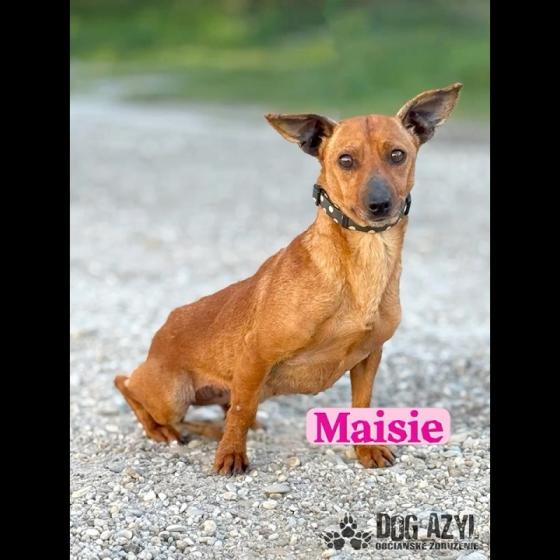 Embedded thumbnail for Maisie - adoptovaná