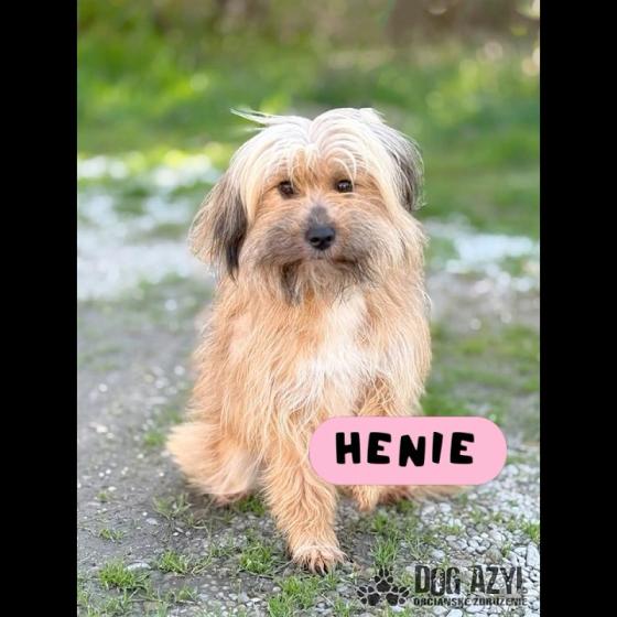 Embedded thumbnail for Henie - adoptovaná