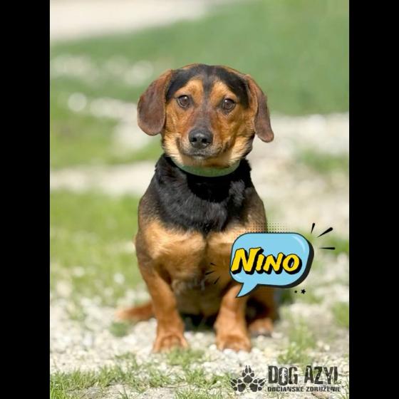 Embedded thumbnail for Nino - adoptovaný